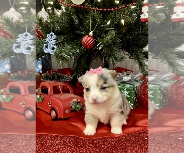 Medium Photo #1 American Corgi Puppy For Sale in PEEBLES, OH, USA