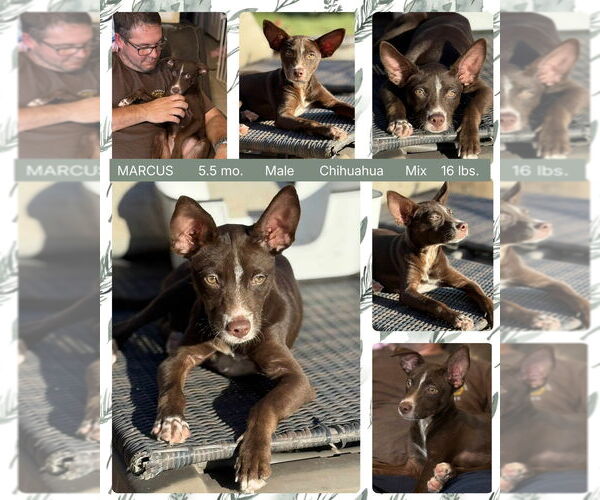 Medium Photo #4 Australian Kelpie-Chihuahua Mix Puppy For Sale in Mesa, AZ, USA
