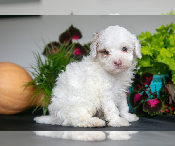 Medium Photo #2 Cavapoo (Miniature) Puppy For Sale in SHILOH, OH, USA