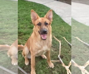 German Shepherd Dog Dogs for adoption in San Bernardino , CA, USA