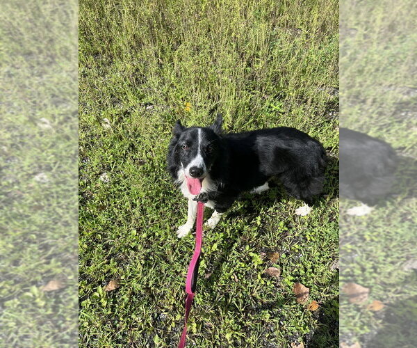 Medium Photo #1 Border Collie-Unknown Mix Puppy For Sale in Elmsford, NY, USA