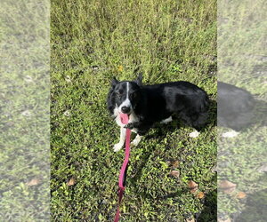 Border Collie-Unknown Mix Dogs for adoption in Elmsford, NY, USA