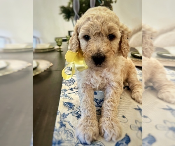Medium Photo #2 Goldendoodle mix (+ Poodle Standard) Puppy For Sale in HATTIESBURG, MS, USA