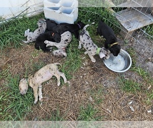 Great Dane Puppy for sale in PORT RICHEY, FL, USA