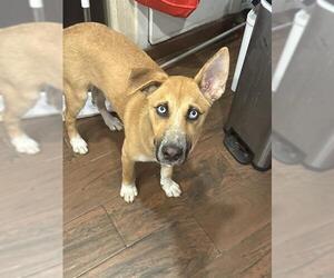 Huskies -Unknown Mix Dogs for adoption in San Antonio, TX, USA