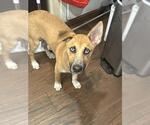 Small Huskies Mix