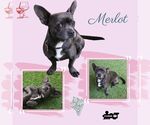 Small French Bulldog Mix