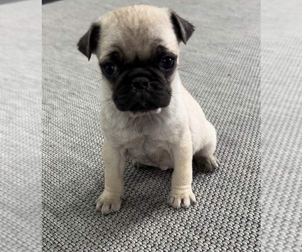 Medium Photo #2 Pug Puppy For Sale in NILES, MI, USA
