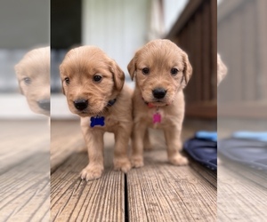 Golden Retriever Puppy for sale in BECKLEY, WV, USA