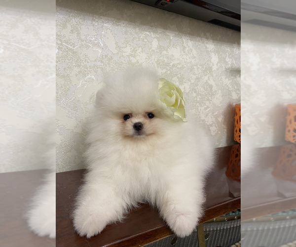 Medium Photo #6 Miniature Spitz Puppy For Sale in Chisinau, Chisinau Municipality, Moldova