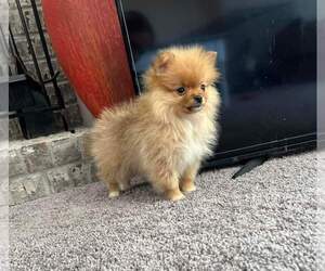 Pomeranian Puppy for sale in PLAINFIELD, IN, USA