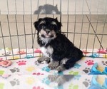 Small #5 Havanese