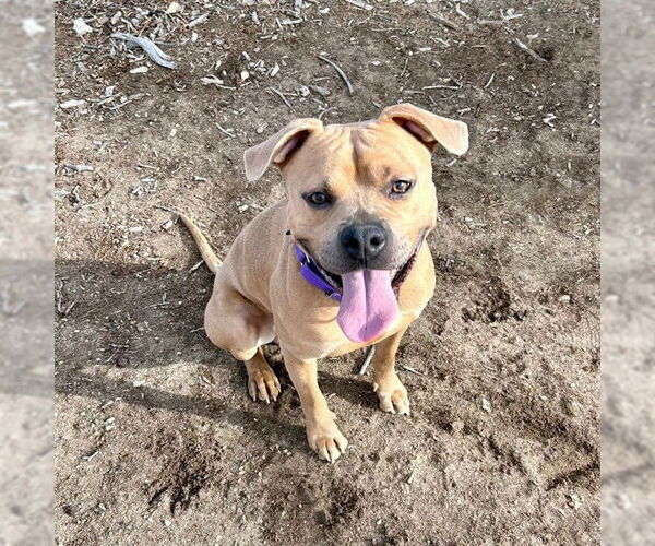 Medium Photo #2 American Staffordshire Terrier Puppy For Sale in Aurora, CO, USA