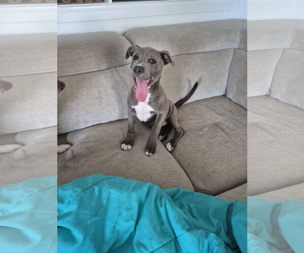 Medium Photo #15 Dachshund Puppy For Sale in Rosenberg, TX, USA