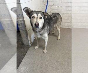 Siberian Husky Dogs for adoption in San Bernardino, CA, USA