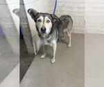 Small Siberian Husky