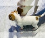 Small Photo #2 Chorkie Puppy For Sale in GREEN ACRES, FL, USA