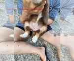 Small Photo #4 Australian Shepherd Puppy For Sale in FLEMINGSBURG, KY, USA