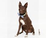 Small #2 Australian Kelpie-Huskies  Mix