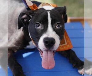 American Staffordshire Terrier-Unknown Mix Dogs for adoption in San Antonio, TX, USA
