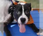 Small American Staffordshire Terrier Mix