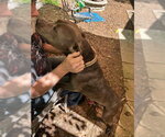 Small #8 American Pit Bull Terrier-Bulldog Mix