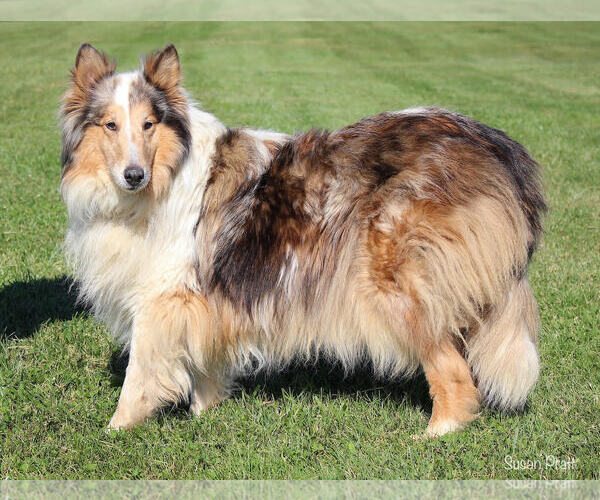 Medium Photo #3 Collie Puppy For Sale in Chantilly, VA, USA