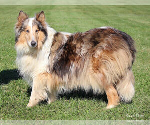 Collie Dogs for adoption in Chantilly, VA, USA