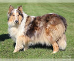 Small #2 Collie