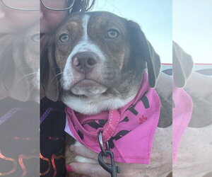 Boglen Terrier Dogs for adoption in Omaha, NE, USA
