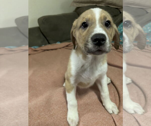 Medium Photo #11 Shepradors Puppy For Sale in McKinney, TX, USA