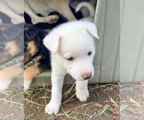 Medium Photo #9 Gerberian Shepsky Puppy For Sale in Corona, CA, USA