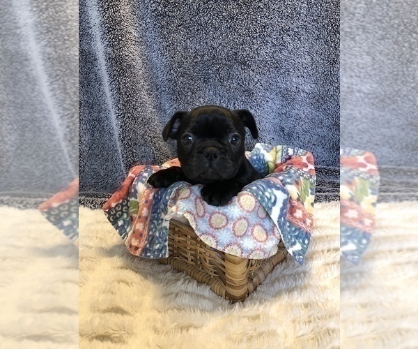 Medium Photo #1 French Bulldog Puppy For Sale in STAFFORD, VA, USA
