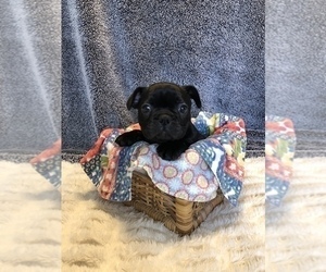 French Bulldog Puppy for Sale in STAFFORD, Virginia USA