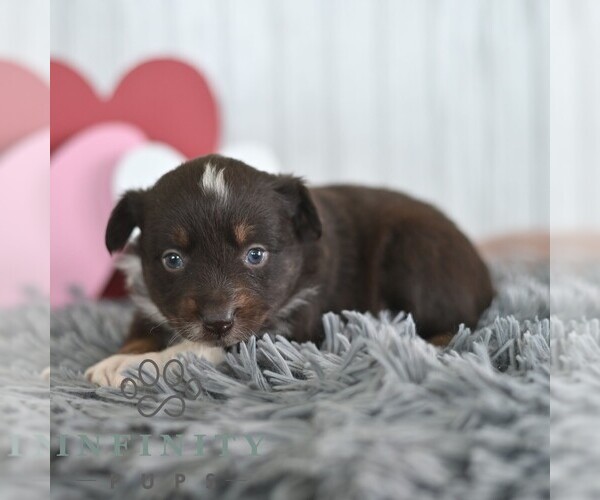 Medium Photo #3 Miniature Australian Shepherd Puppy For Sale in REBERSBURG, PA, USA