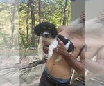 Small #3 Schweenie