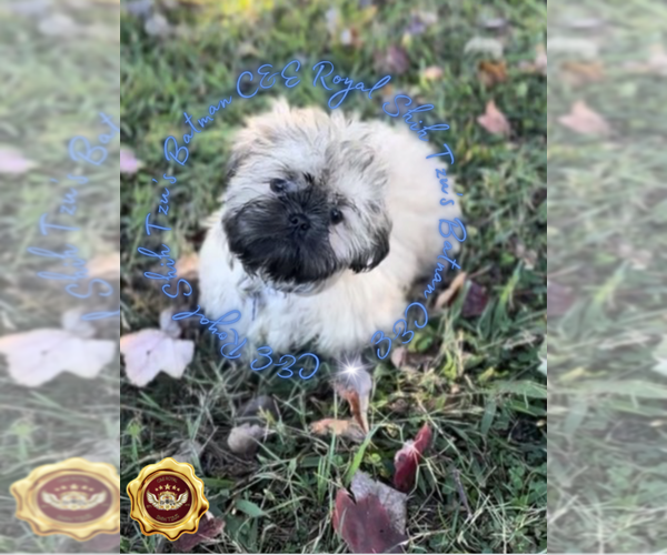 Medium Photo #4 Shih Tzu Puppy For Sale in ATHENS, GA, USA