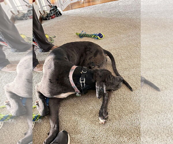 Medium Photo #4 Great Dane Puppy For Sale in Bullard, TX, USA