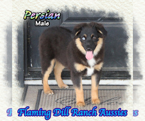 Miniature Australian Shepherd Puppy for sale in FORESTBURG, TX, USA