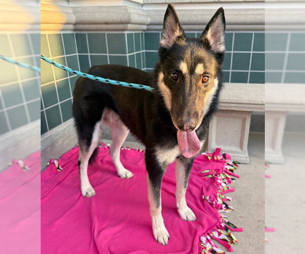 Medium Photo #1 German Shepherd Dog Puppy For Sale in Rancho Cucamonga, CA, USA