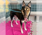 ALFIE - Male German Shepherd Dog Dog for Adoption - Small photo