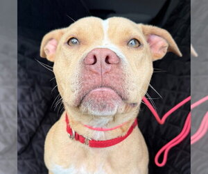 Saleta - Female Mutt Dog for Adoption - Photo #5