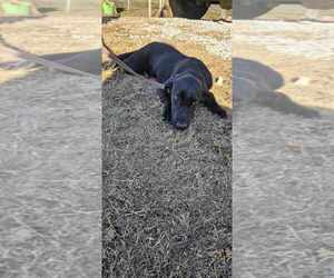 Labrador Retriever Puppy for sale in TOCCOA, GA, USA