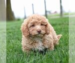 Small Cavapoo