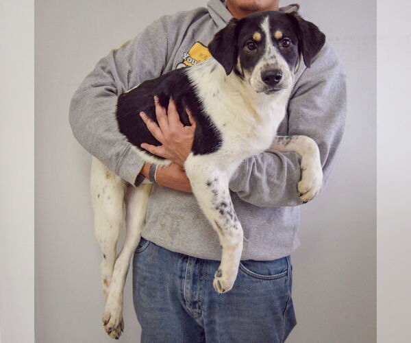 Medium Photo #3 Labrenees Puppy For Sale in Huntley, IL, USA