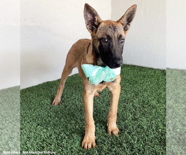 Medium Photo #4 German Shepherd Dog-Unknown Mix Puppy For Sale in San Diego, CA, USA