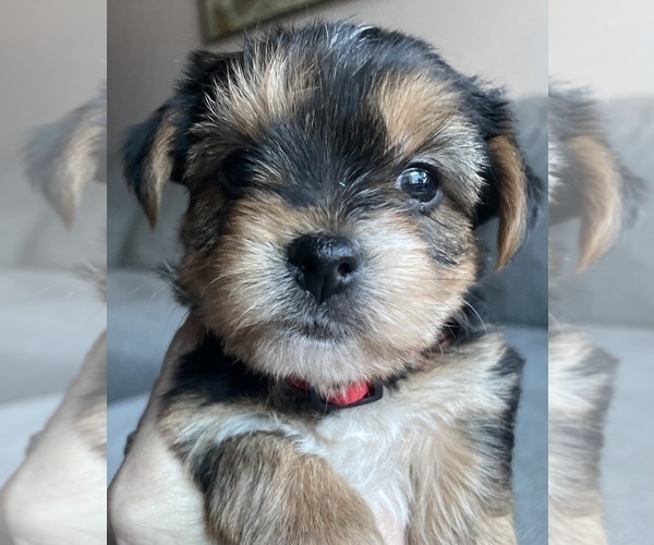Medium Photo #1 Yorkshire Terrier Puppy For Sale in RENO, NV, USA