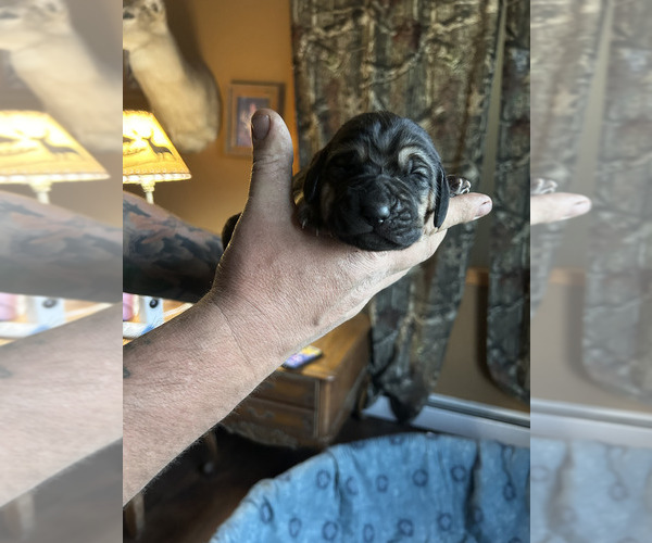 Medium Photo #7 Bloodhound Puppy For Sale in ABERDEEN, SD, USA
