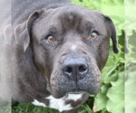 Small #1 Mastiff Mix
