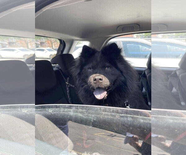 Medium Photo #2 Chow Chow Puppy For Sale in Prescott, Ontario, Canada